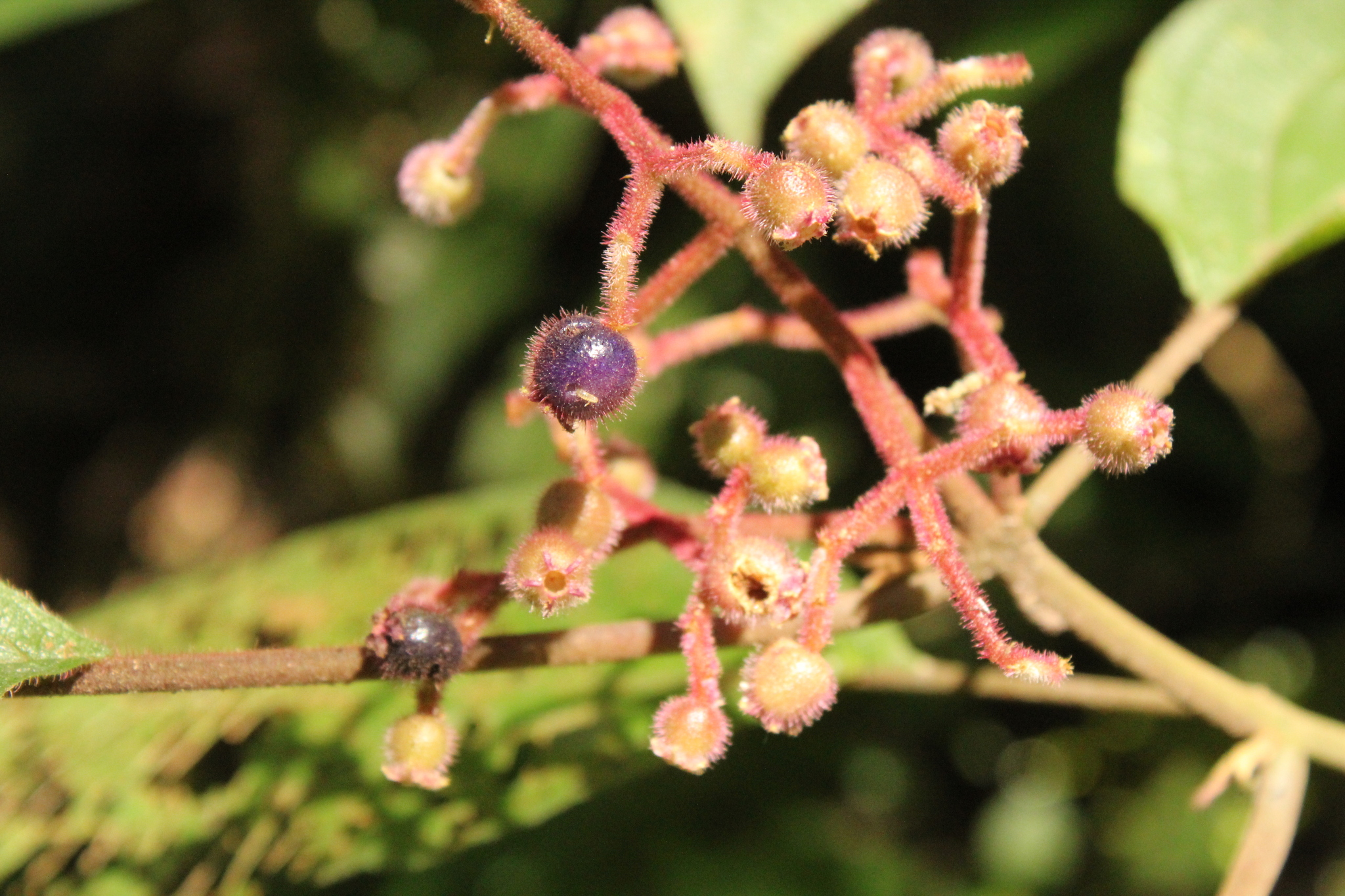 Miconia alterninervia