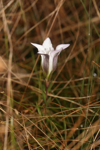 Image of Gentiana pennelliana by (c) Reid Hardin, some rights reserved (CC BY)