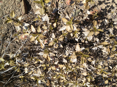 Ambrosia chenopodiifolia