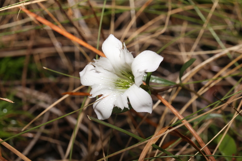 Image of Gentiana pennelliana by (c) Reid Hardin, some rights reserved (CC BY)