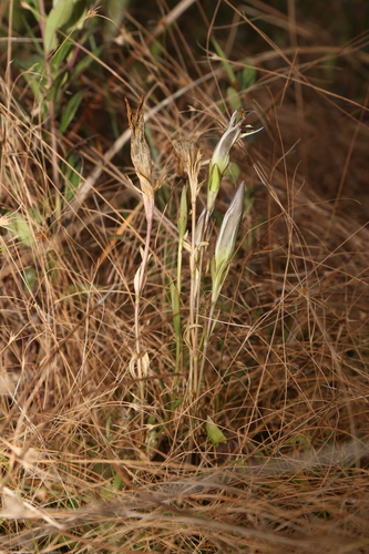 Image of Gentiana pennelliana by (c) Reid Hardin, some rights reserved (CC BY)