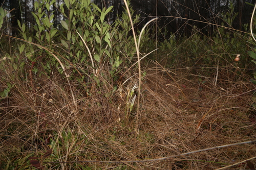 Image of Gentiana pennelliana by (c) Reid Hardin, some rights reserved (CC BY)