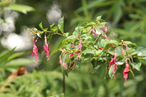 Image of Fuchsia regia by (c) William G. Borges, some rights reserved (CC BY)