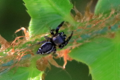 Metaphidippus manni