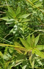 Amsonia tabernaemontana