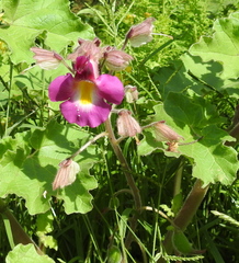 Proboscidea louisianica fragrans