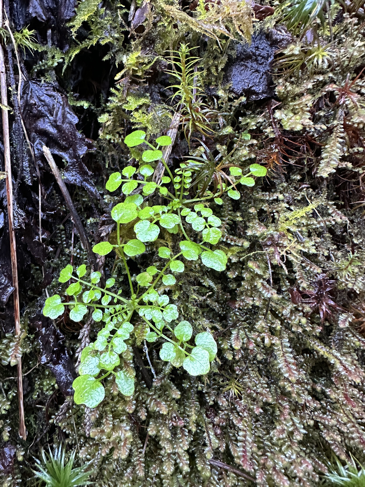 Imagem de Quebra-pedra