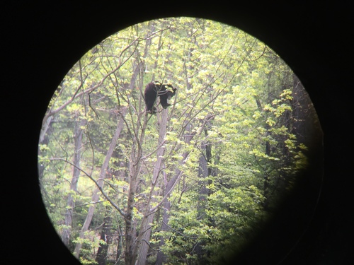 American Black Bear photographed in New Jersey