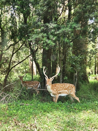 European Fallow Deer (Dama dama), a lookalike recorded in Georgia