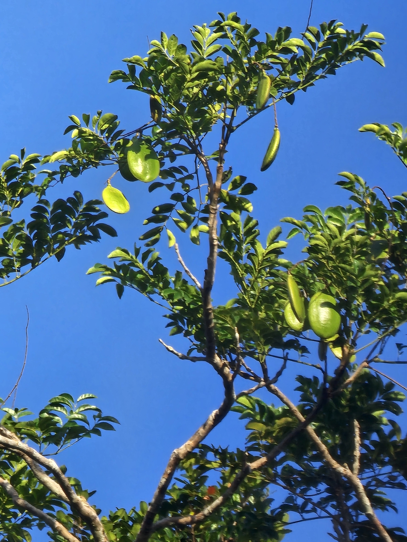 Imagem de Caroba-roxa