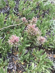 Castilleja nana