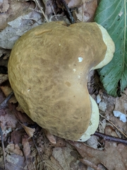 Boletus nobilis
