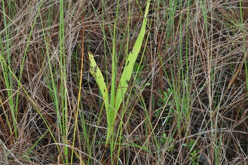 Foto de Orquídea-bambu