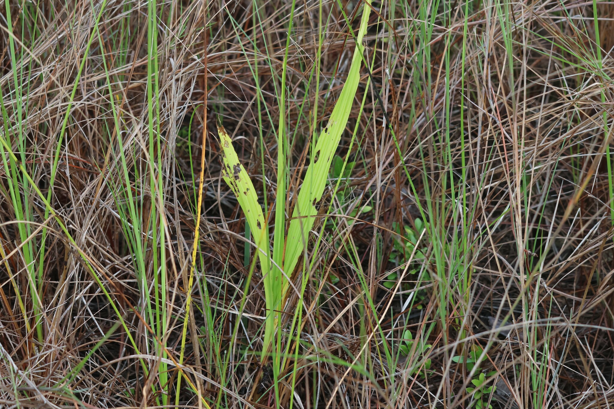 Imagem de Orquídea-bambu