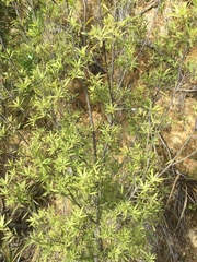 Leucopogon fasciculatus