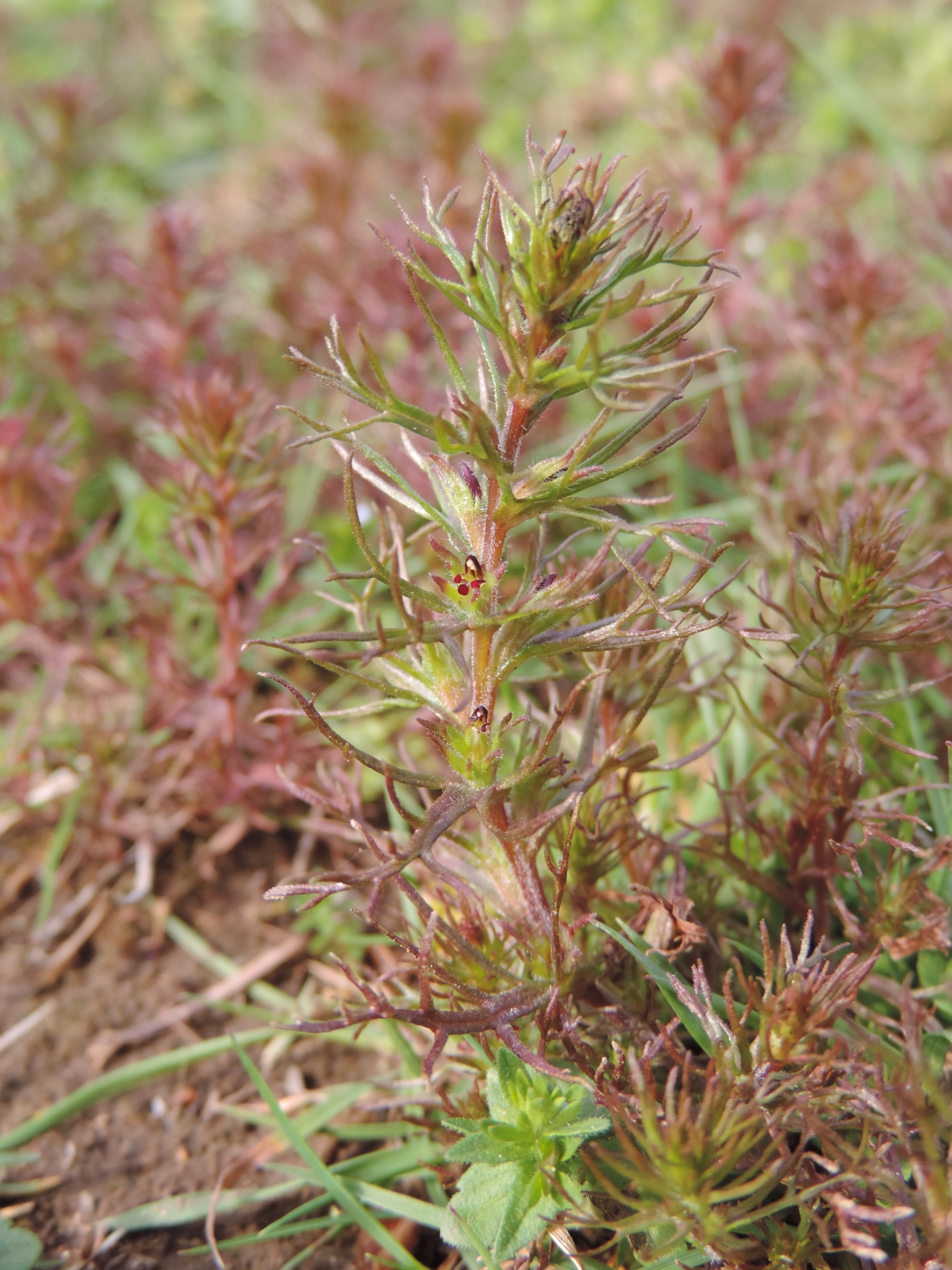 Triphysaria pusilla