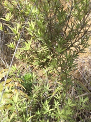 Leucopogon fasciculatus