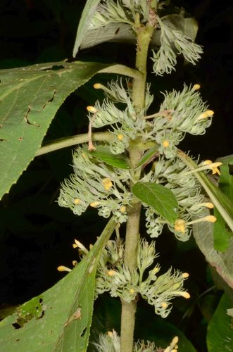 Gomphostemma crinitum