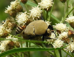 Hologymnetis cinerea