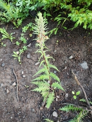 Pedicularis procera