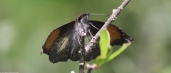 Theagenes aegides