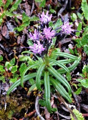 Saussurea angustifolia
