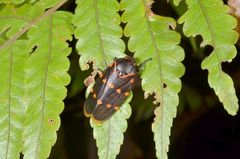 Phymatostetha triseriata