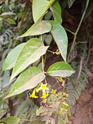 Gelsemium elegans, photograph 3