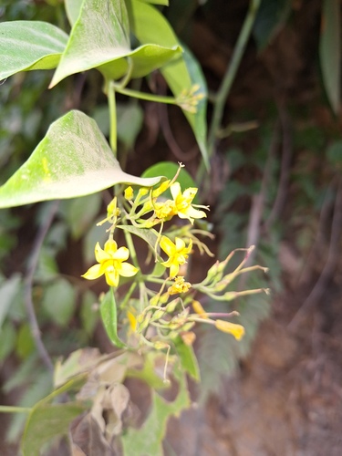 Gelsemium elegans, photograph 5