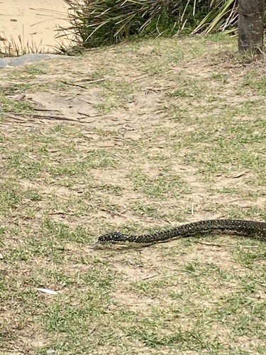 Diamond Python sighting