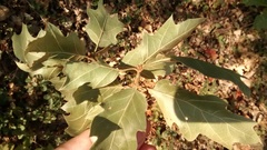Quercus × morehus