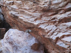 Petrogale lateralis