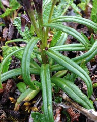 Saussurea angustifolia