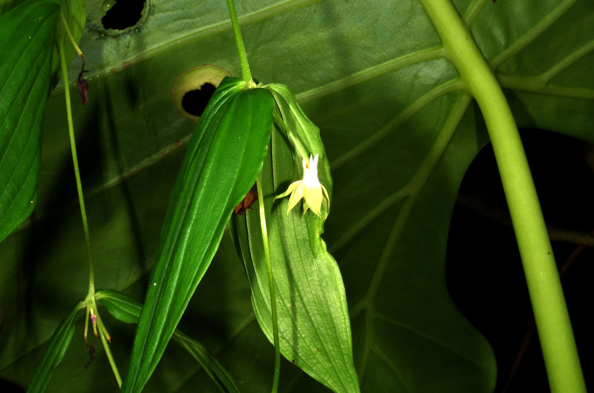 Disporum acuminatum