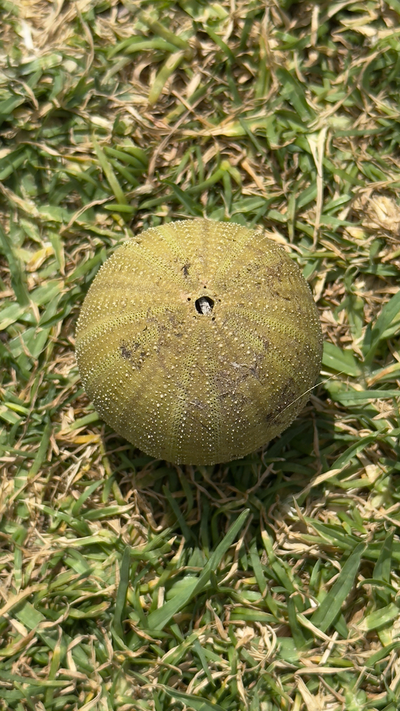 Pale sea urchin