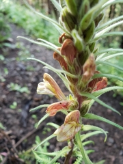 Pedicularis procera