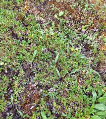 Saussurea angustifolia