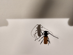 Tragidion coquus