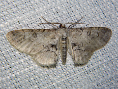 Iridopsis larvaria