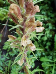 Pedicularis procera