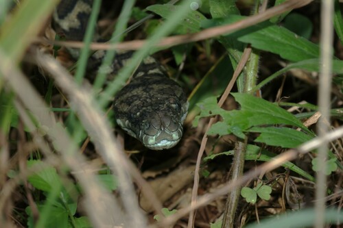 Coastal Carpet Python sighting
