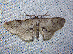 Iridopsis larvaria
