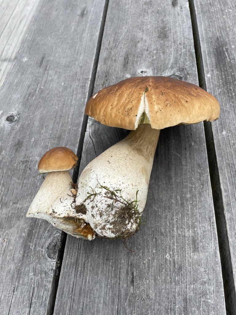 Boletus edulis · January 2025 · photo: © southernwanderer (iNaturalist, cc-by)