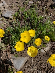 Ranunculus adoneus