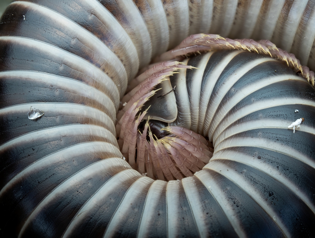 Florida Ivory Millipede