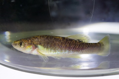 Peppered Splitfin photo 2