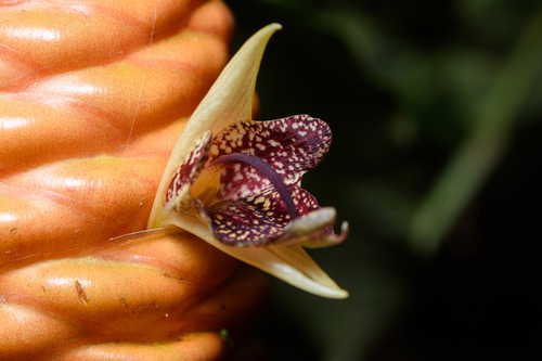Zingiber spectabile