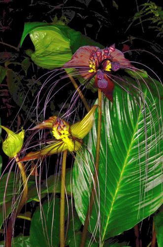 Black bat flower