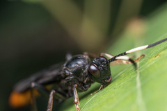 Protichneumon