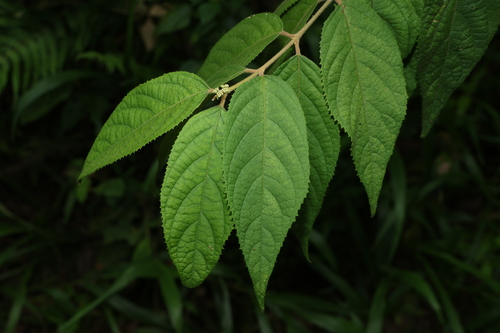 Image of Callicarpa pedunculata by (c) Greg Tasney, some rights reserved (CC BY-SA)